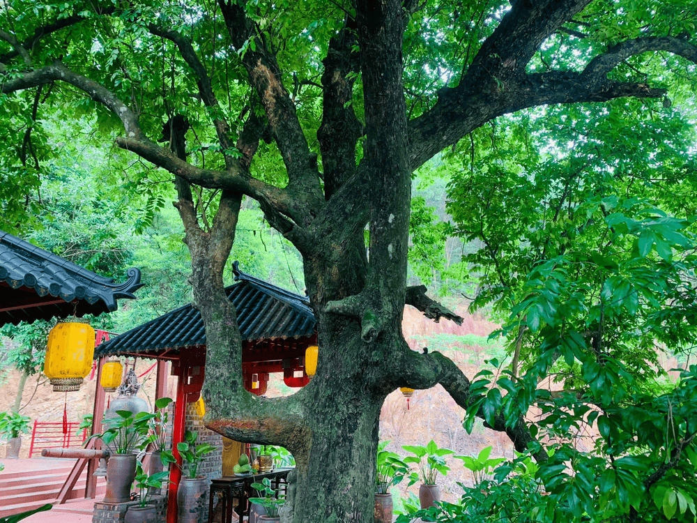 Cây Thị cổ thụ mang vẻ đẹp của lịch sử, của thiên nhiên và ẩn chứa giá trị tâm linh to lớn (Nguồn: Fanpage Chùa Cây Thị)